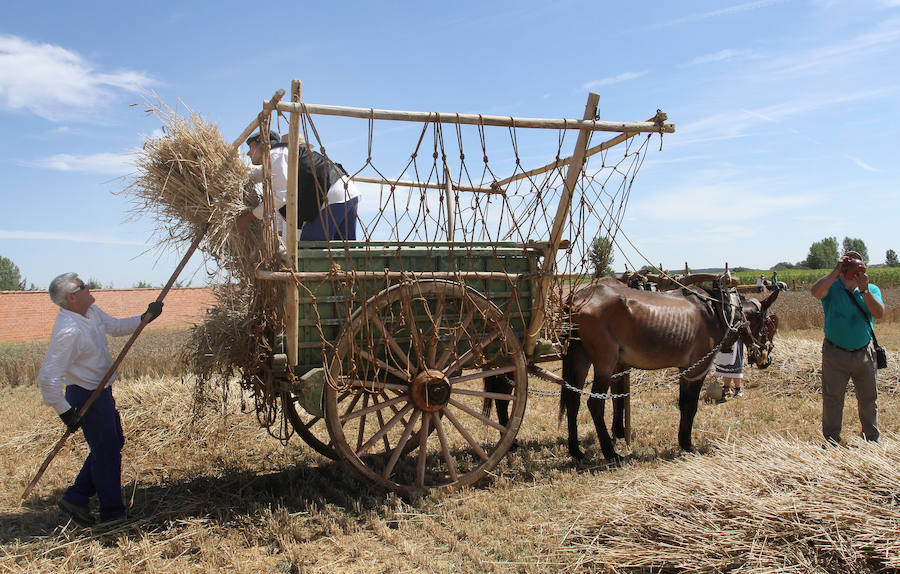 Fiesta de la Trilla en Castrillo de Villavega