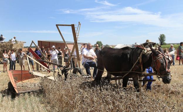 Arados y trillos de recuerdo en Castrillo de Villavega