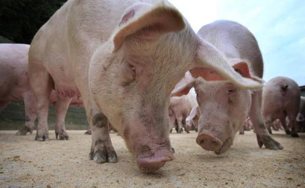 Cuerda del Pozo acoge a más de 500 vecinos de Cidones, Ocenilla, Villaverde y Herreros en contra de la construcción de la granja porcina