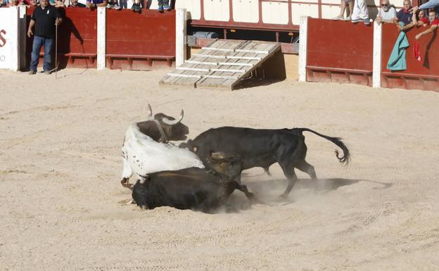 Muere un toro en el desencajonamiento de esta tarde en Peñafiel