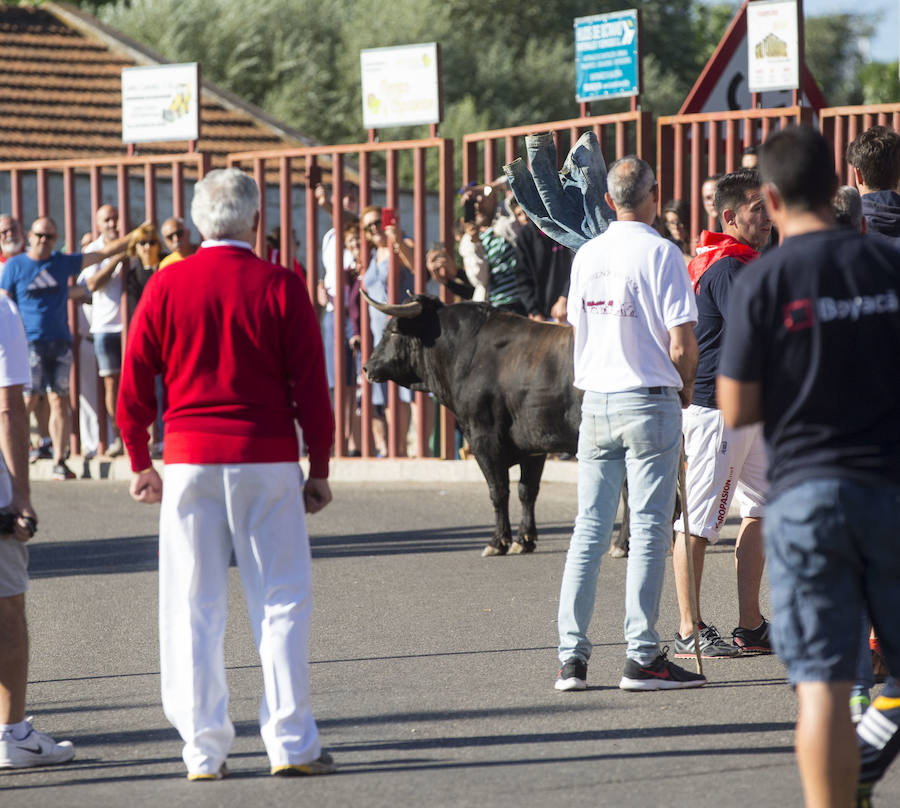 Toro del Alba en Tudela de Duero