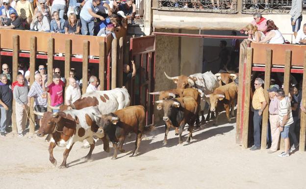Peñafiel inicia las fiestas patronales con un multitudinario encierro