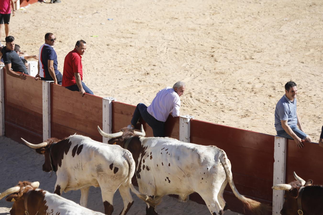 Capea en la Plaza del Coso de Peñafiel