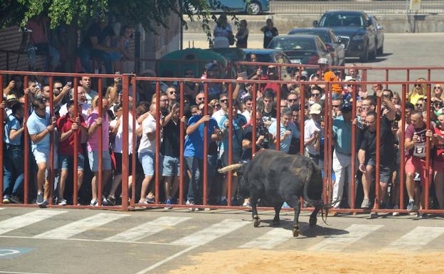 El Toro del Verdejo protagoniza un encierro largo y sin incidentes