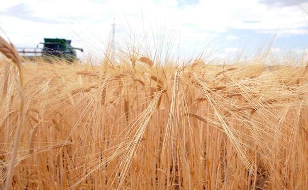 Los agricultores de Castilla y León confían en que la cosecha de cereal sirva para recuperar las pérdidas del año pasado