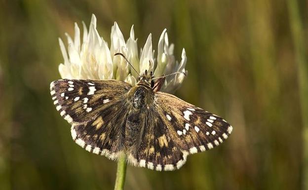 Las mariposas vuelven a ser protagonistas en Ávila