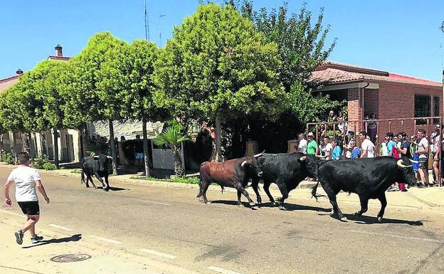 Pollos festeja a San Roque con un tercer encierro que se desarrolló sin incidentes