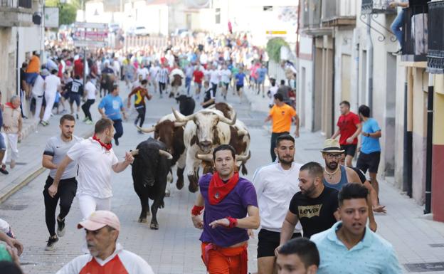Los toros se enseñorean de Peñafiel