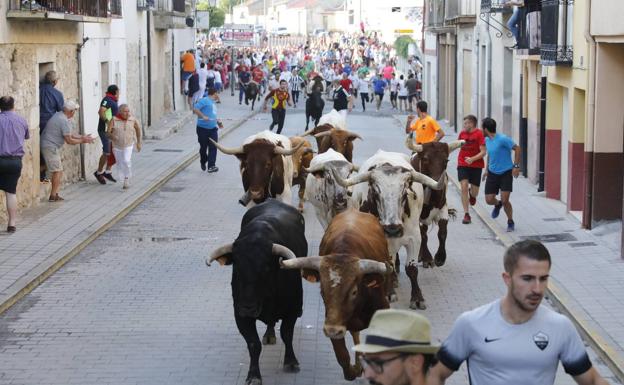 El tercer encierro de Peñafiel, el más rápido de todos