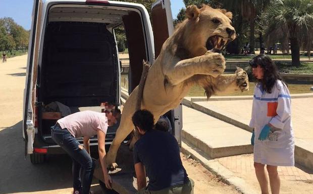 Vendo león para cuarto de estar