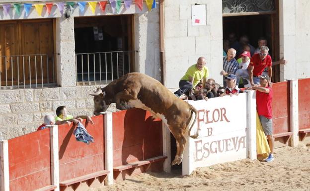El quinto encierro de Peñafiel concluye sin ninguna incidencia