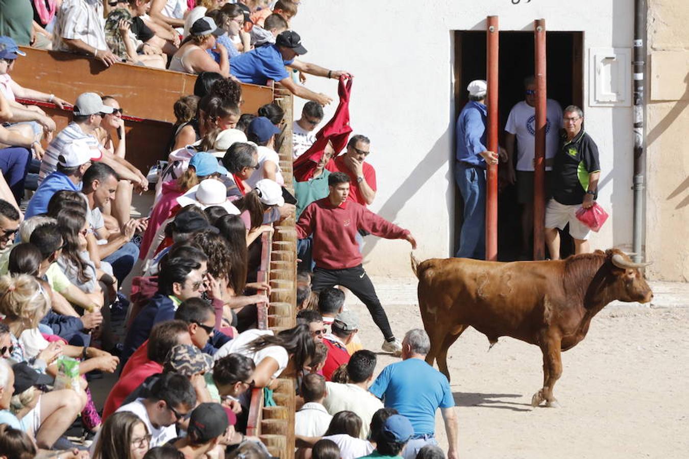 Quinto encierro y capea de las fiestas de Peñafiel. Sábado