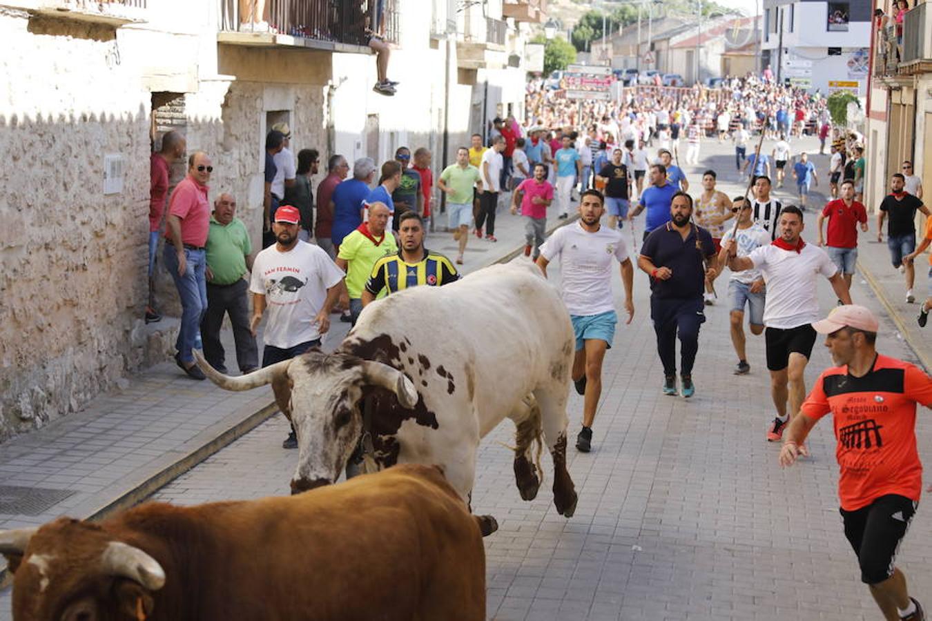 Último encierro de las fiestas de Peñafiel