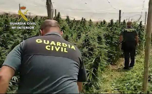 Dos detenidos por cultivar marihuana en tres huertos camuflados en el campo en San Miguel de Serrezuela