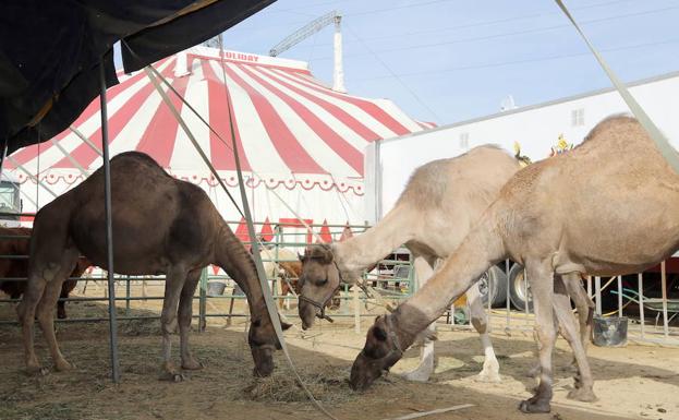 El circo llegará este año por primera vez sin animales a Valladolid tras el veto municipal