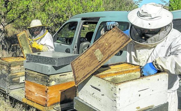 Más de 140 apicultores trashumantes llegan este verano a Valladolid desde el sur del país