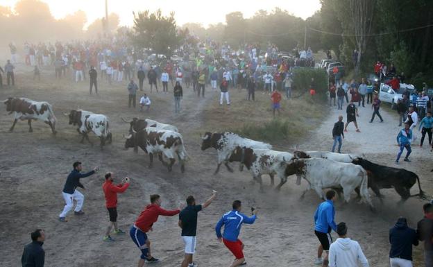 El Ayuntamiento de Cuéllar destaca la regularidad en el ciclo de los encierros