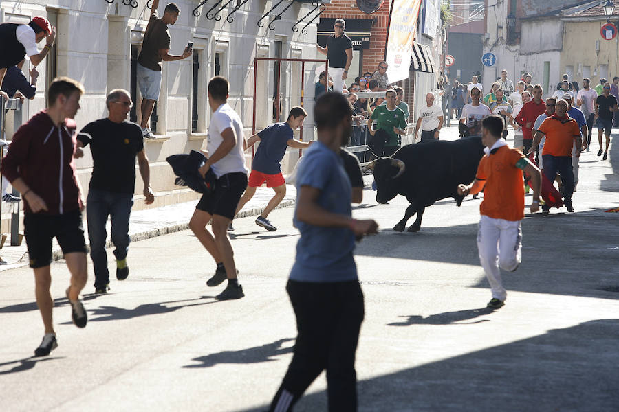 Encierro de la mañana del sábado en las fiestas de Laguna de Duero 2018