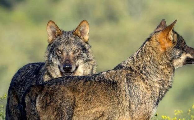 La Alianza convoca una manifestación en Zamora para que se mantenga el aprovechamiento cinegético del lobo