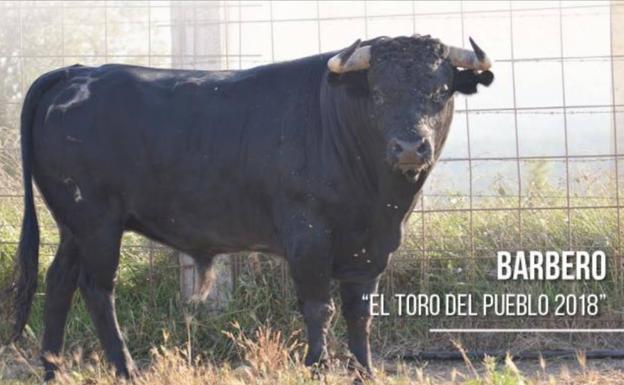 'Barbero', el primer Toro del Pueblo de Astudillo que no estará enmaromado