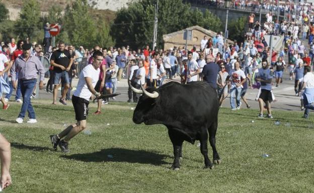 Dos heridos y un caballo muerto en un peligroso Toro de la Vega