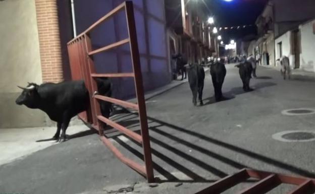 Tensión en Alaejos por un novillo encajado entre los barrotes de una talanquera en el encierro nocturno