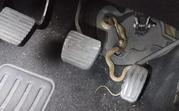 Se tira de su vehículo en marcha tras descubrir una serpiente enredada en los pedales