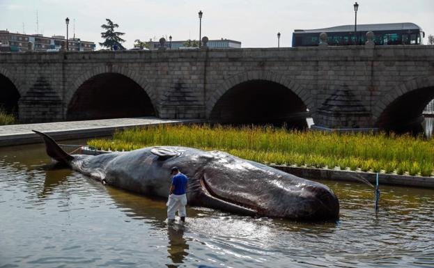 Aparece un cachalote de 15 metros y 1.000 kilos en el Manzanares