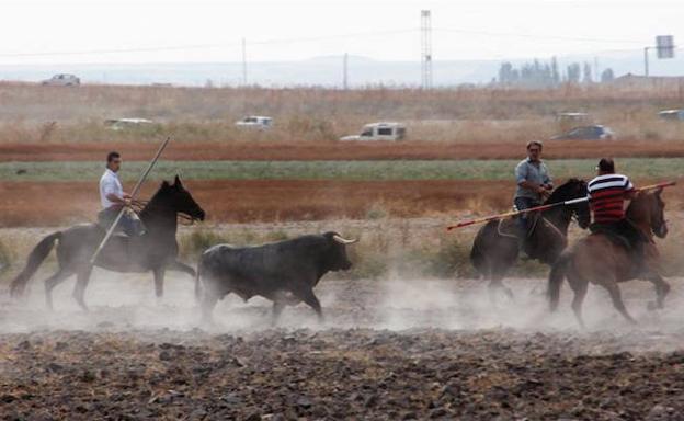 Multitudinario último encierro en Arrabal de Portillo