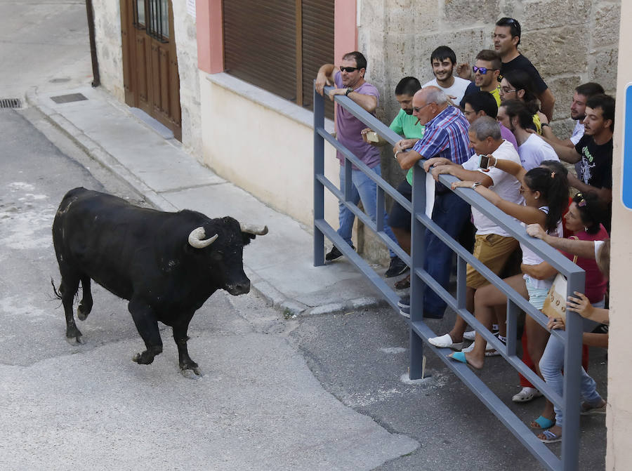 El toro vuelve a Astudillo