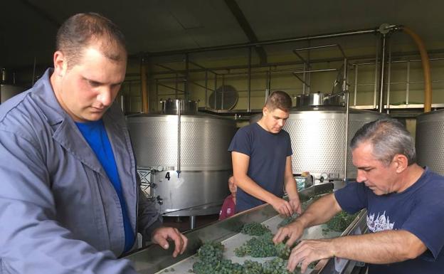 Liberalia comienza la vendimia 2018 con las uvas verdejo