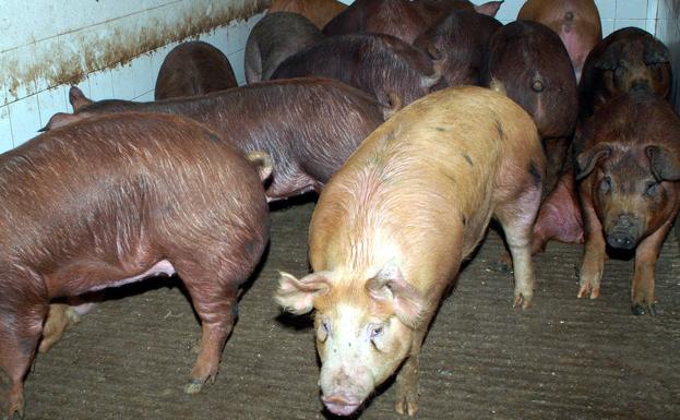 El presidente de la Lonja descarta el peligro «inminente» ante la peste porcina