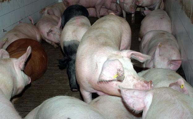 Ciudadanos pide medidas para proteger la cabaña porcina de Segovia