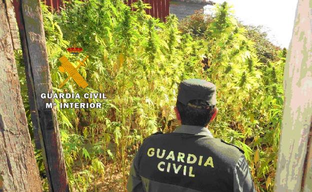 La Guardia Civil desmantela una plantación de cannabis en Mogarraz y detiene a una persona