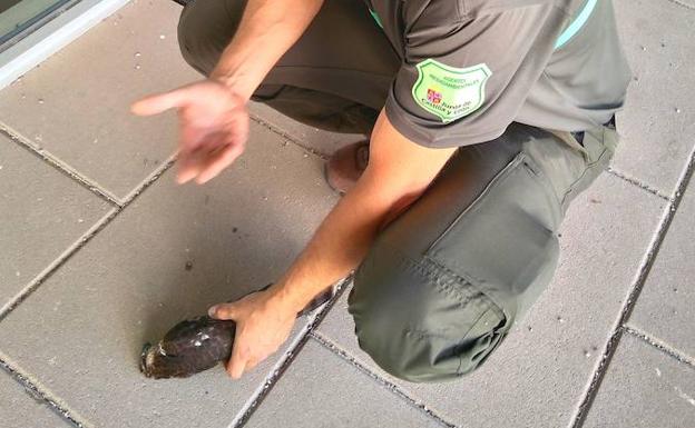 Alumnos del colegio La Sierra de Prádena encuentran un gavilán muerto