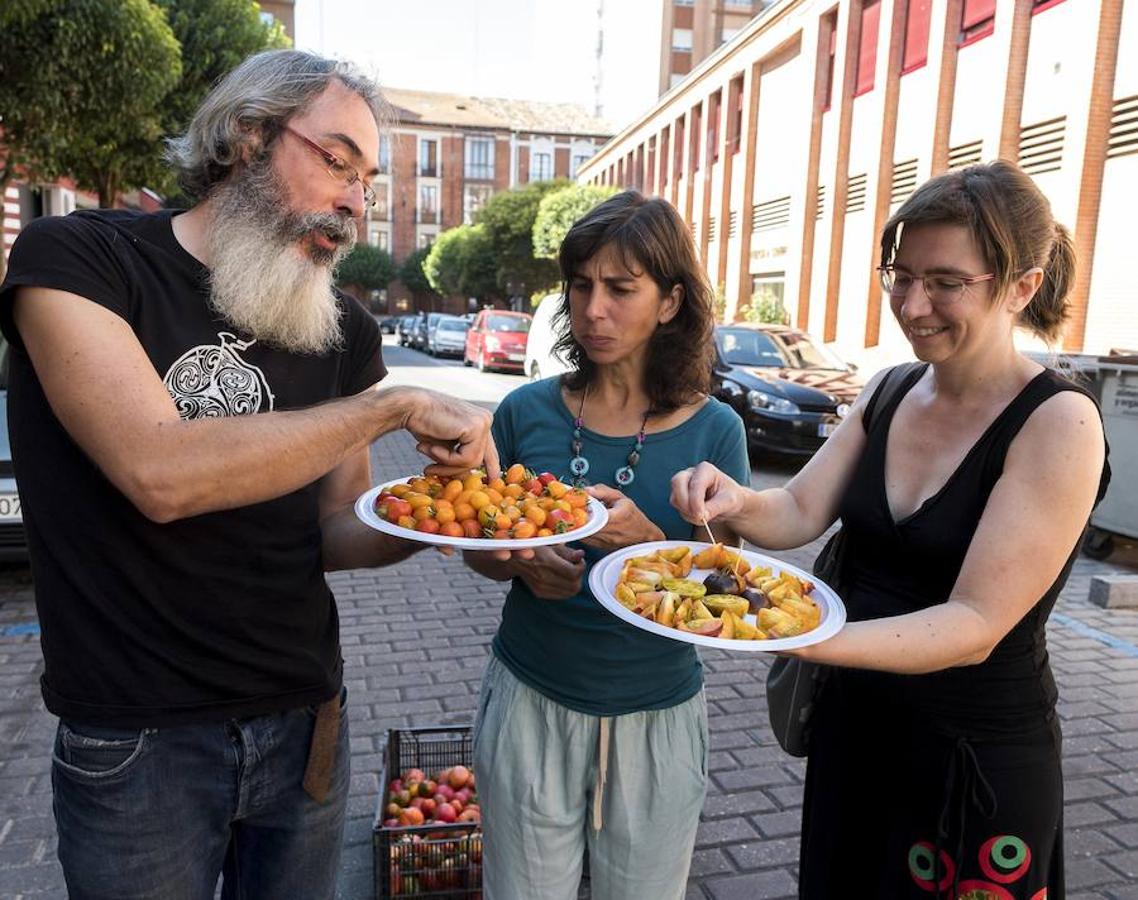 Cata de tomates en el Centro Cívico El Campillo