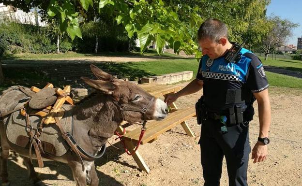 El burro de un peregrino francés del Camino de Santiago pasa la noche en un parque de Valladolid