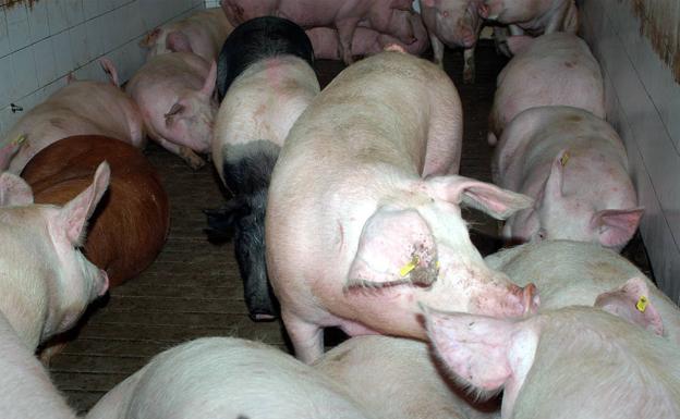 «Demonizar las granjas porcinas es un error»