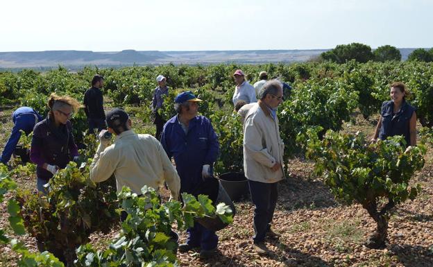 Arranca la vendimia en la DO Cigales en viñedos de Cubillas de Santa Marta