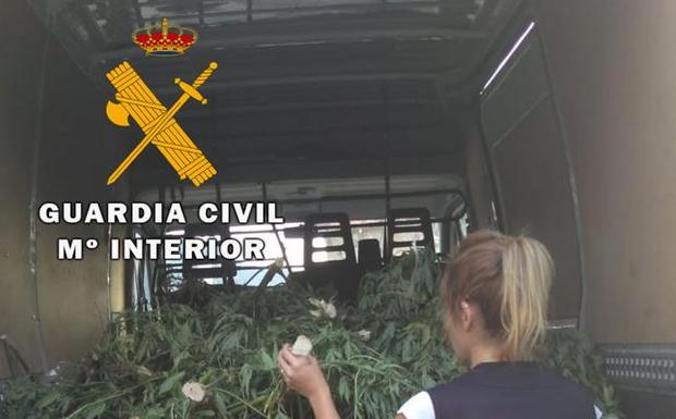 Dos detenidos y una plantación de marihuana incautada en El Tiemblo