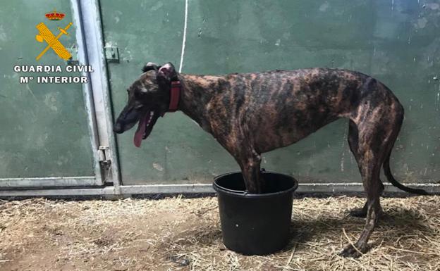 La Guardia Civil de Ávila recupera un galgo sustraído en enero en Castilla-La Mancha