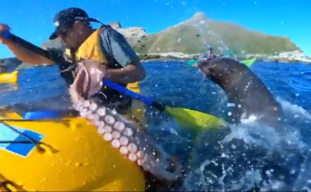 Vídeo: Una foca le pega un 'pulpazo' a un kayakista en toda la cara