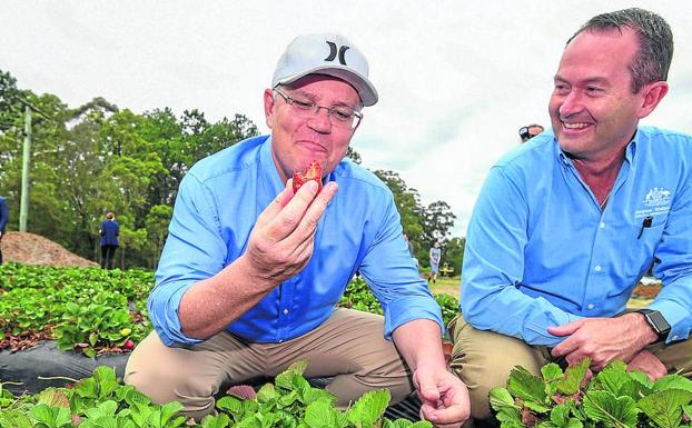 Peligro en el corazón de las fresas