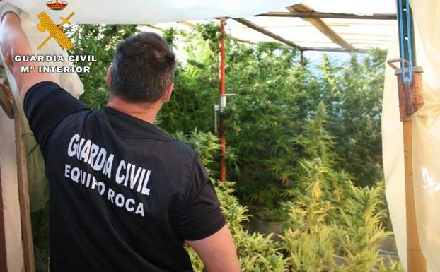 Dos detenidos por cultivo de marihuana en Ávila