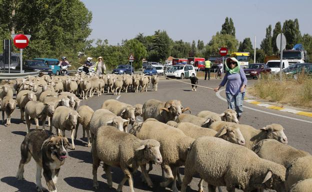 Los pastores trashumantes regresan a Madrid tras un «veraneo» en los pastos del norte