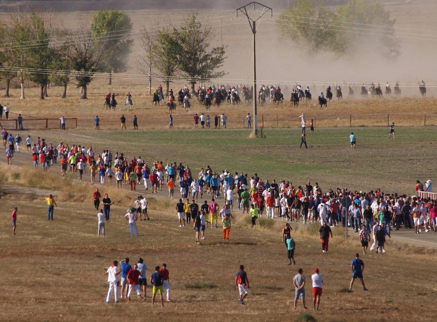 Primer encierro campero de las fiestas de Olmedo