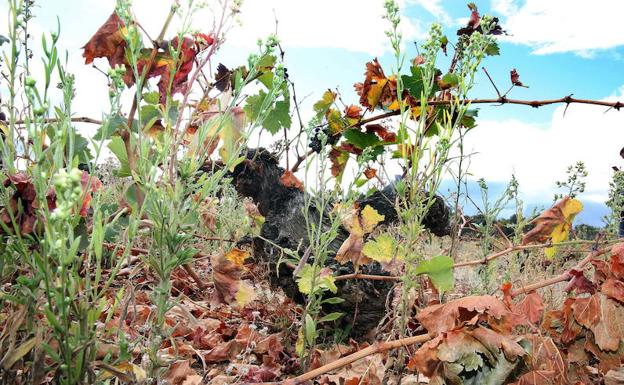 Cepas asentadas sobre sedimentos acuríferos, un factor diferencial