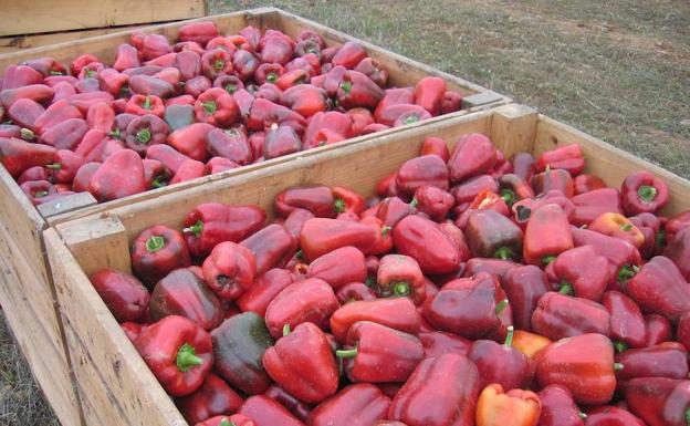La IGP del Pimiento del Bierzo lamenta el retraso de la campaña por la falta de personal para efectuar el pelado
