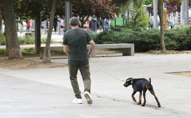 La Guardia Civil presenta 82 denuncias contra dueños de perros en Salamanca