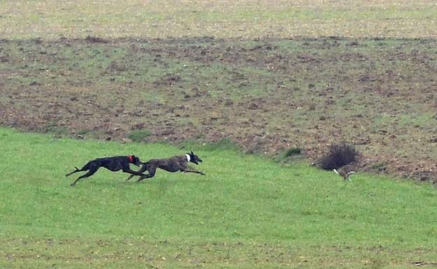 La Federación de Galgos sondea a los socios del coto de Nava para elegir el lugar del campeonato